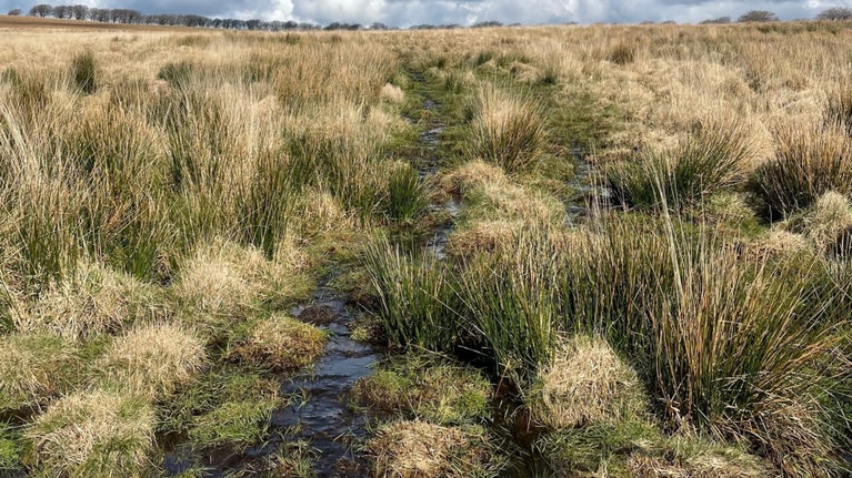 Mosses growing on a peatland bog with a cloudy sky